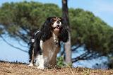 CAVALIER KING CHARLES 330